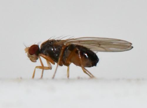 Scaptomyza pallida